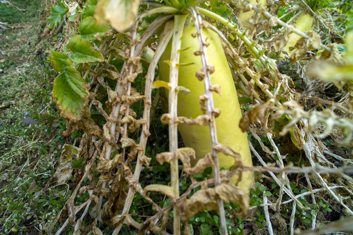 Elke Marhöfer & Mikhail Lylov, <i>Daikon</i>, Filmstill, 2017 © Elke Marhöfer & Mikhail Lylov