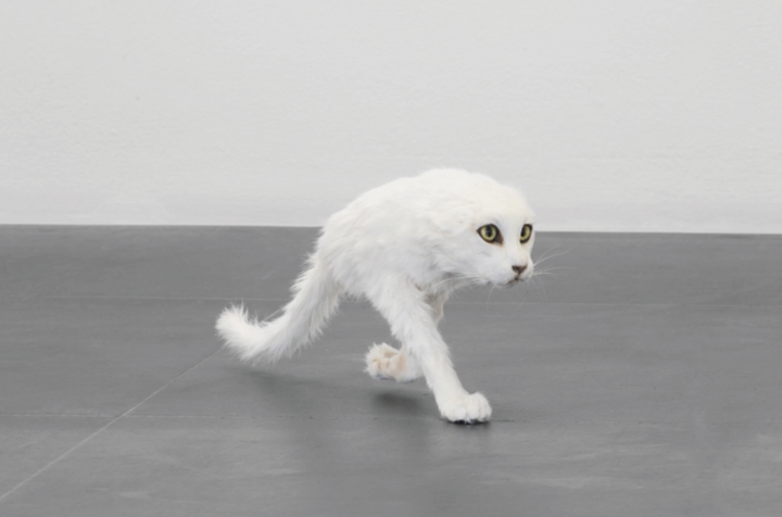 Eva & Franco Mattes, <i>Half Cat</i>, 2020, Ausstellungsansicht, Frankfurter Kunstverein, 2023, Foto: Melania Dalle Grave, DSL Studio,© Frankfurter Kunstverein, Courtesy: Eva & Franco Mattes & Apalazzo Gallery