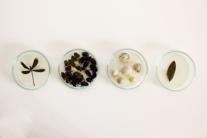 <i>The People's Cabinet of Curiosities</i>, 2018, Animal and plant species in petri dishes, Courtesy: Catherine Sarah Young