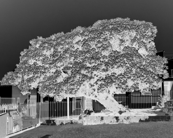 Uriel Orlow, "Milkwood Tree (Cape Town)", aus der Serie "The Memory of Trees", 2016, black and white photograph, 120cm x 150cm-03