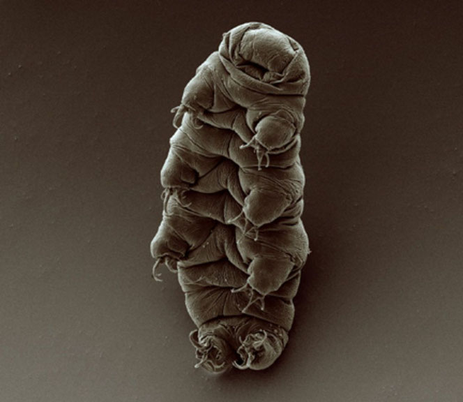 Adult tardigrade (Tardigrada)