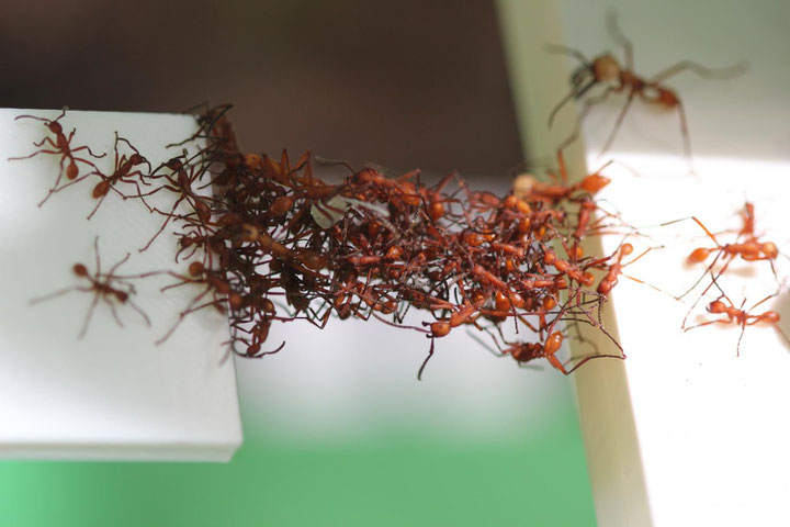Ants form a "living" bridge, Courtesy: New Jersey Institute of Technology; Matthew Lutz, Princeton University; Chris Reid, University of Sydney.